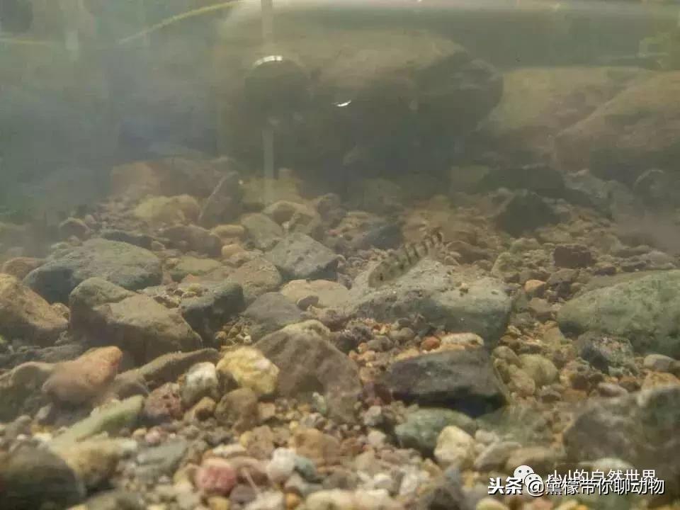 丛林造景黄缘龟池设计图大全,龟宝宝黄缘龟生态缸造景教程