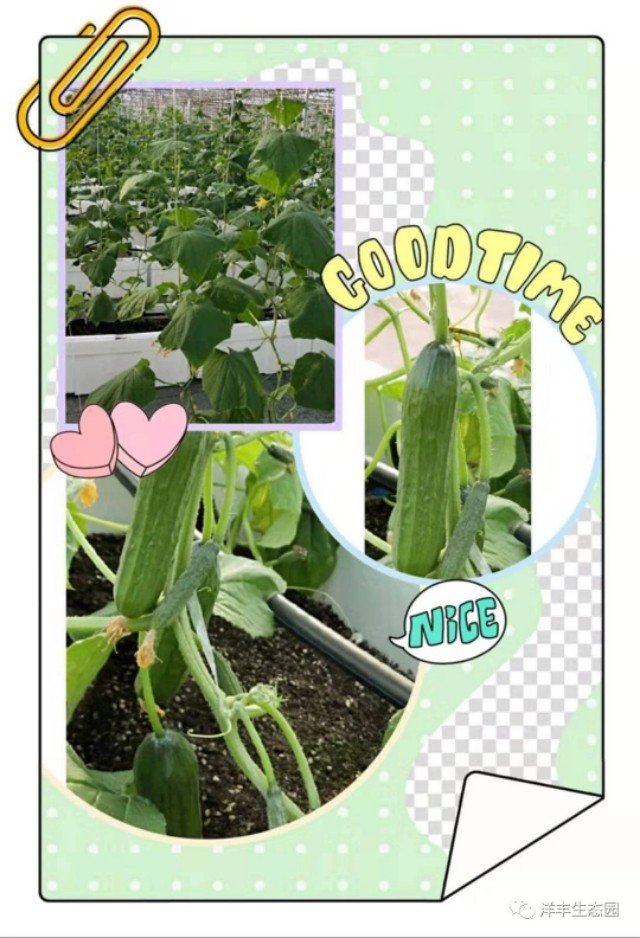 洛阳采摘蔬菜园都有哪些,有机蔬菜采摘园洛阳