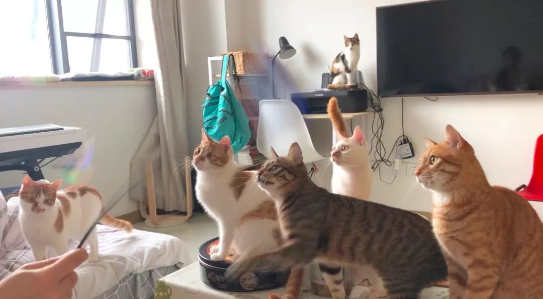 什么原因会导致猫咪便秘,猫咪便便软不成形分析