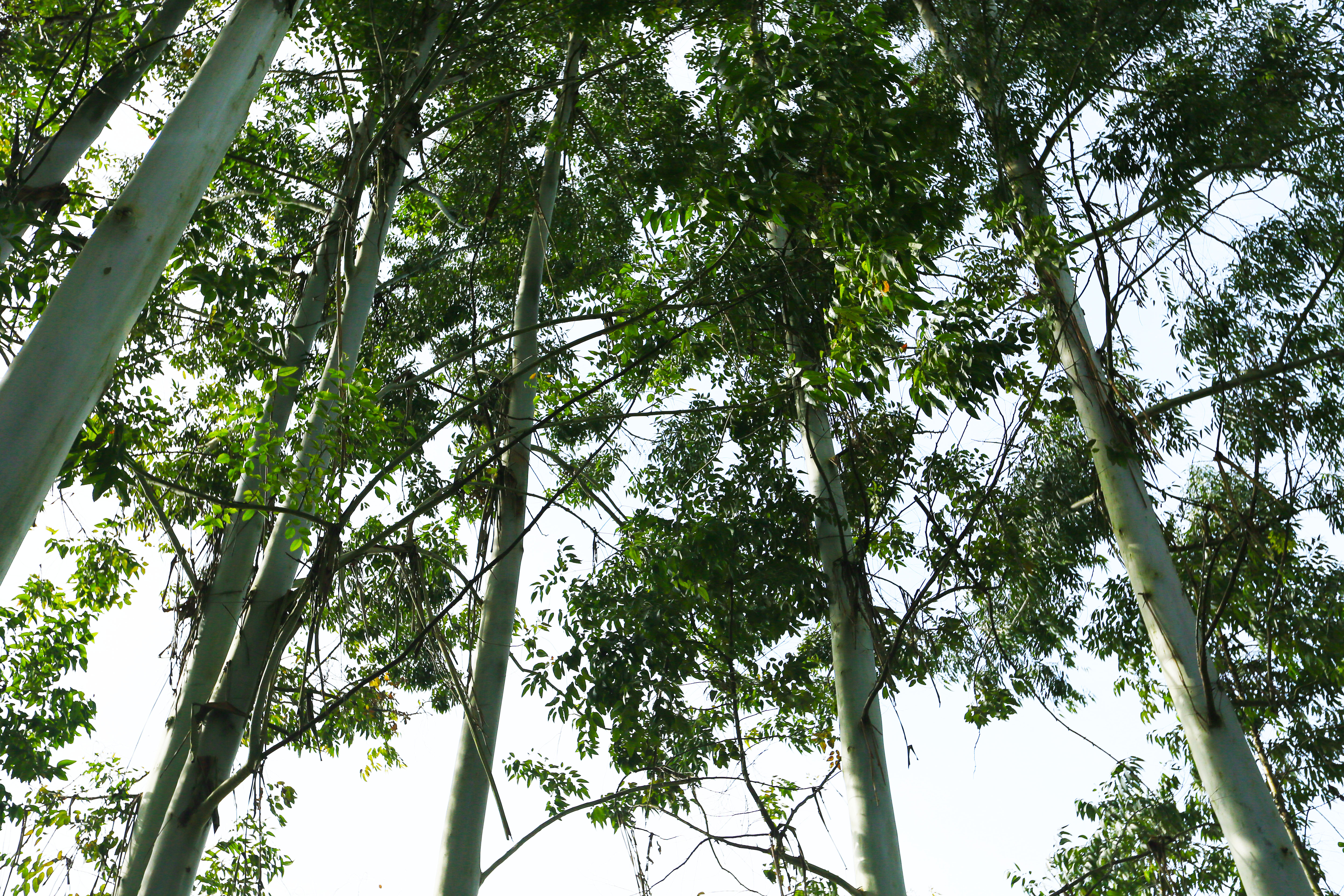 桉树林风景,自然生长的桉树林