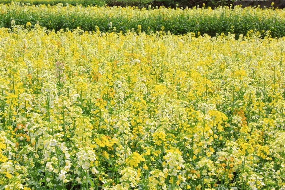 赏春图鉴丨赏花海、品清茶、尝美食...乌当百宜镇这条宝藏春游线路，就等你来打卡啦！