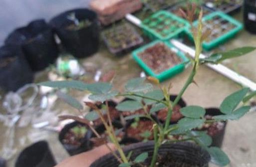 七彩月季扦插时间与方法,扦插月季怎么看出来品种