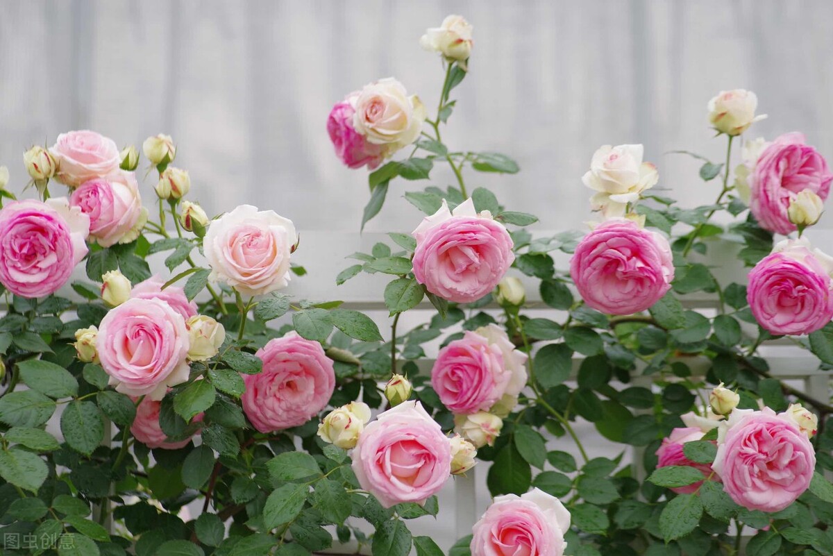 园林人需要知道的85个花卉知识,园林花卉的种类及图片