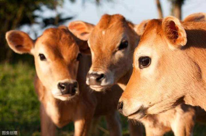 小牛肺炎有什么特效药,小牛肺炎的治疗方法