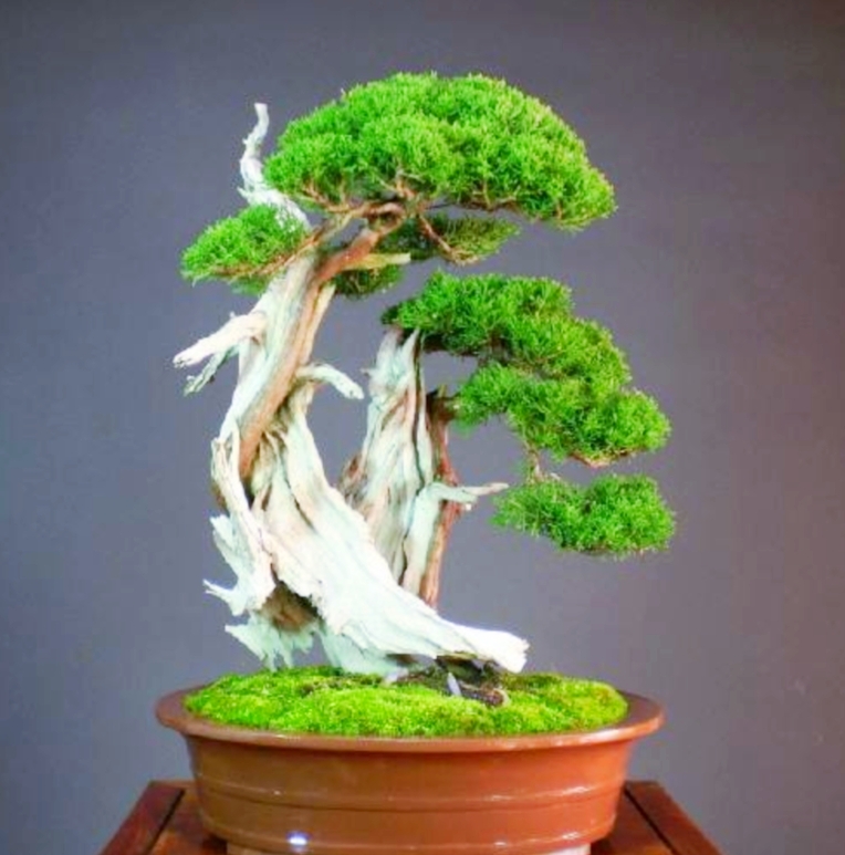 柏树舍利干涂石硫合剂多久涂一次,柏树盆景剥舍利干方法