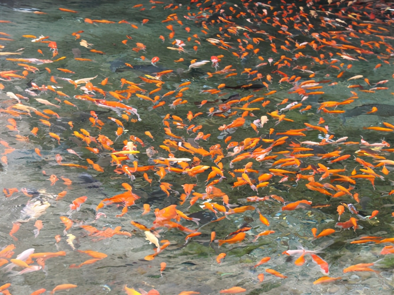 深海里真的有人类吗,深海里都有什么生物