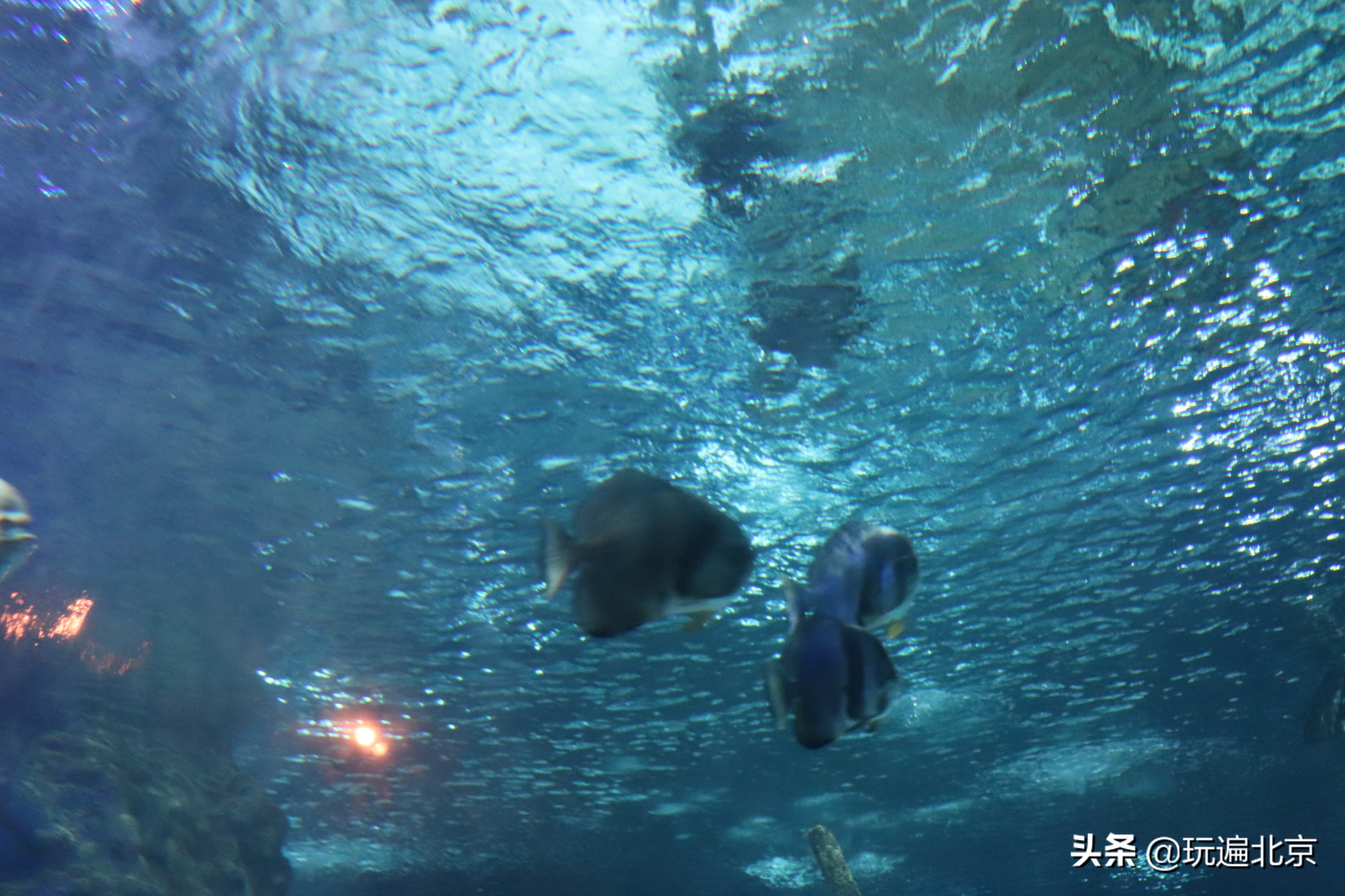 海洋世界海底探秘,海底世界都有哪些奥秘