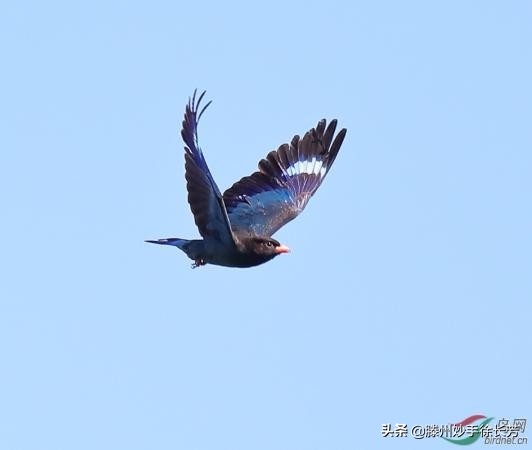 涓ゆ墜鏃犲姏楹绘湪,涓ゆ墜鏃犲姏鍙戣蒋浣夸笉涓婂姴涓尰杈ㄨ瘉
