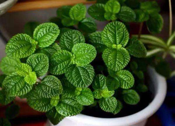 装修后有哪些有毒气体,装修中有毒物质