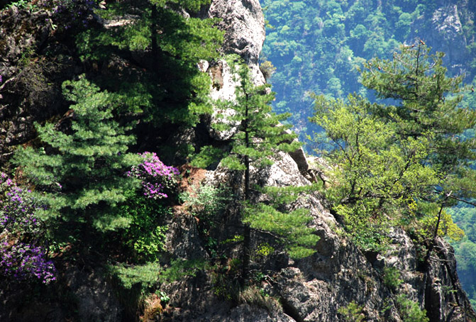 老君山抖音最火的地方,老君山最火的抖音