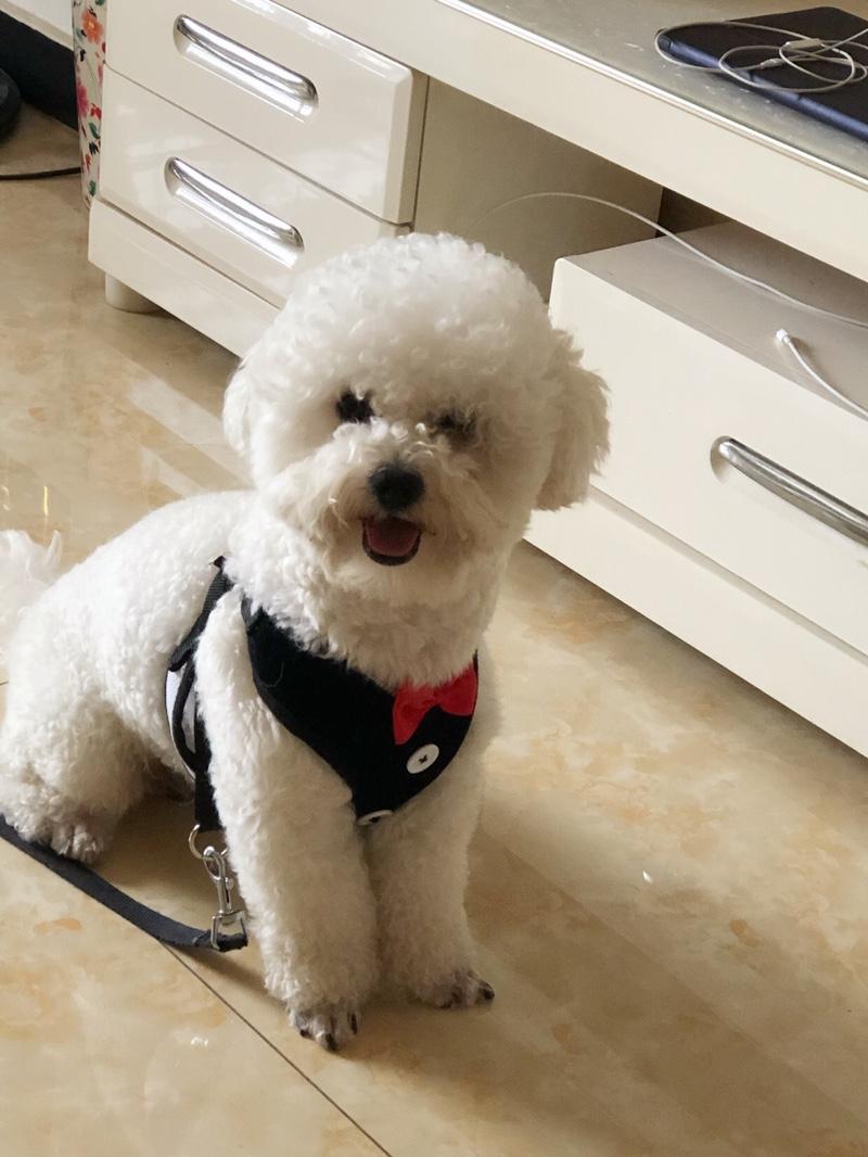 我家比熊吃什么狗粮才不会泪痕重,我家的比熊怎么什么都吃