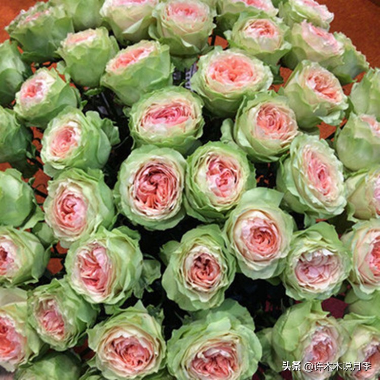 自己买玫瑰花种植,关于种植玫瑰花教程