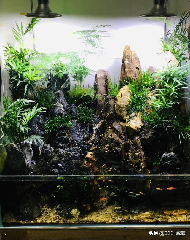 自来水养水草，无须考虑太多，基本的装备，就可轻松养草