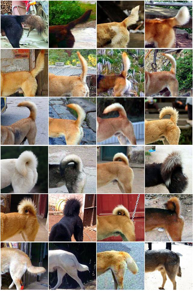 中华田园犬走进外国,中华田园犬走进千家万户