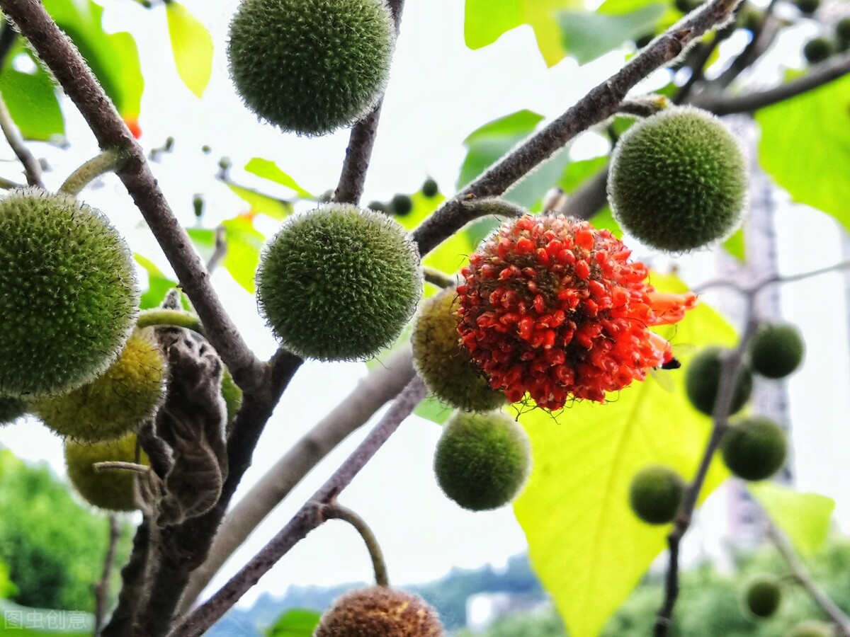 为什么水泥地会长高,为什么草坪会长很多杂草呢