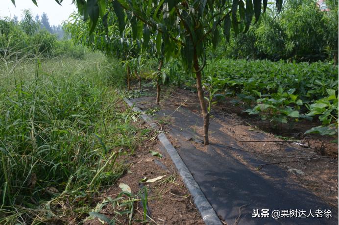 种植桃树的间距是很有讲究的,科学合理的种植模式