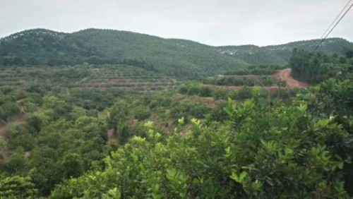 柠檬的栽培方法视频,柠檬的种植技术与管理方法