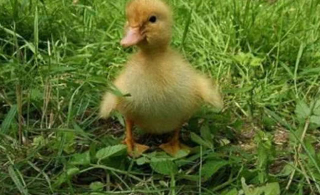 小鸭子拉白屎是什么原因,小鸭子拉白屎如何治疗