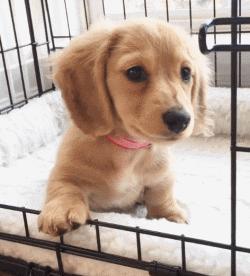 铲屎官的呕吐,狗狗呕吐铲屎官该怎么办