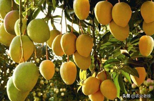 凯特芒果种子怎样育苗,芒果是怎么育苗