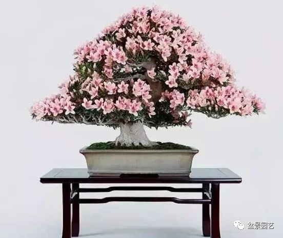 48种绝世盆景,绝世惊艳之作