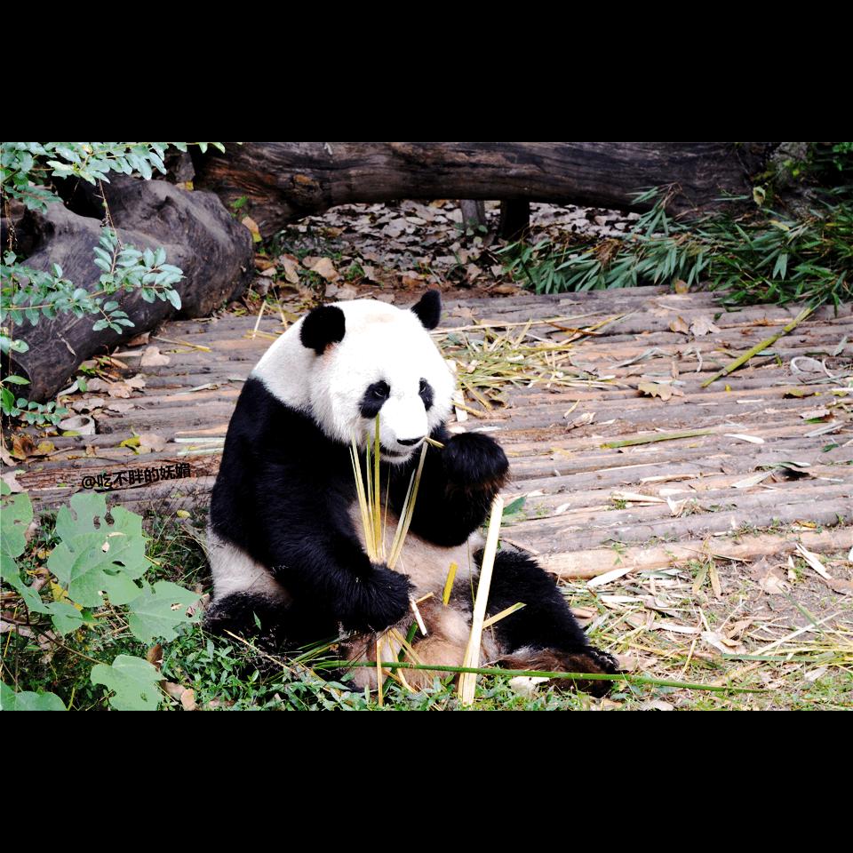 吃货夫妻结婚2周年，去成都逛吃逛吃，3天花了5600元~