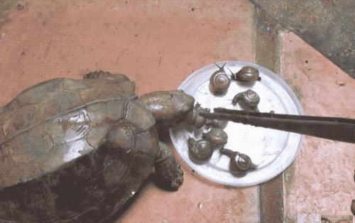 有一种龟为什么叫锯缘龟,锯缘龟八角灵龟