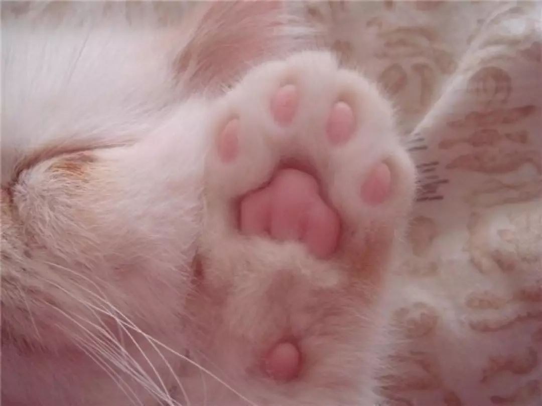 铲屎官对猫咪最不能做的事情,铲屎官误解猫咪的四种行为