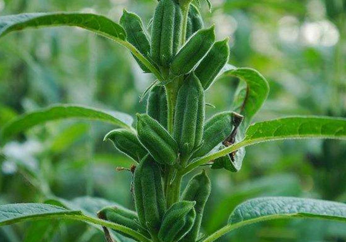 芝麻种植技术和收割方法,芝麻能重茬种植吗