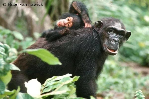 珍古道尔的传奇一生黑猩猩,珍·古道尔和黑猩猩