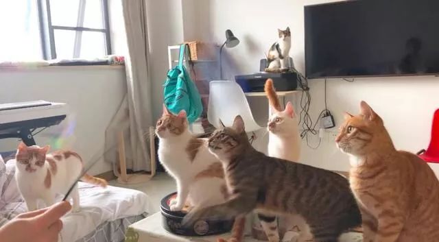 猫鼻支是怎么诊断的，又该怎么办呢？|猫鼻支治疗方法一览