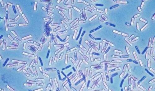 枯草芽孢杆菌可以和杀菌剂混用吗,枯草芽孢杆菌的作用意义