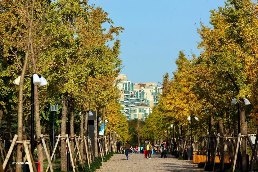 上海最美秋景,上海哪些公园可以拍秋景