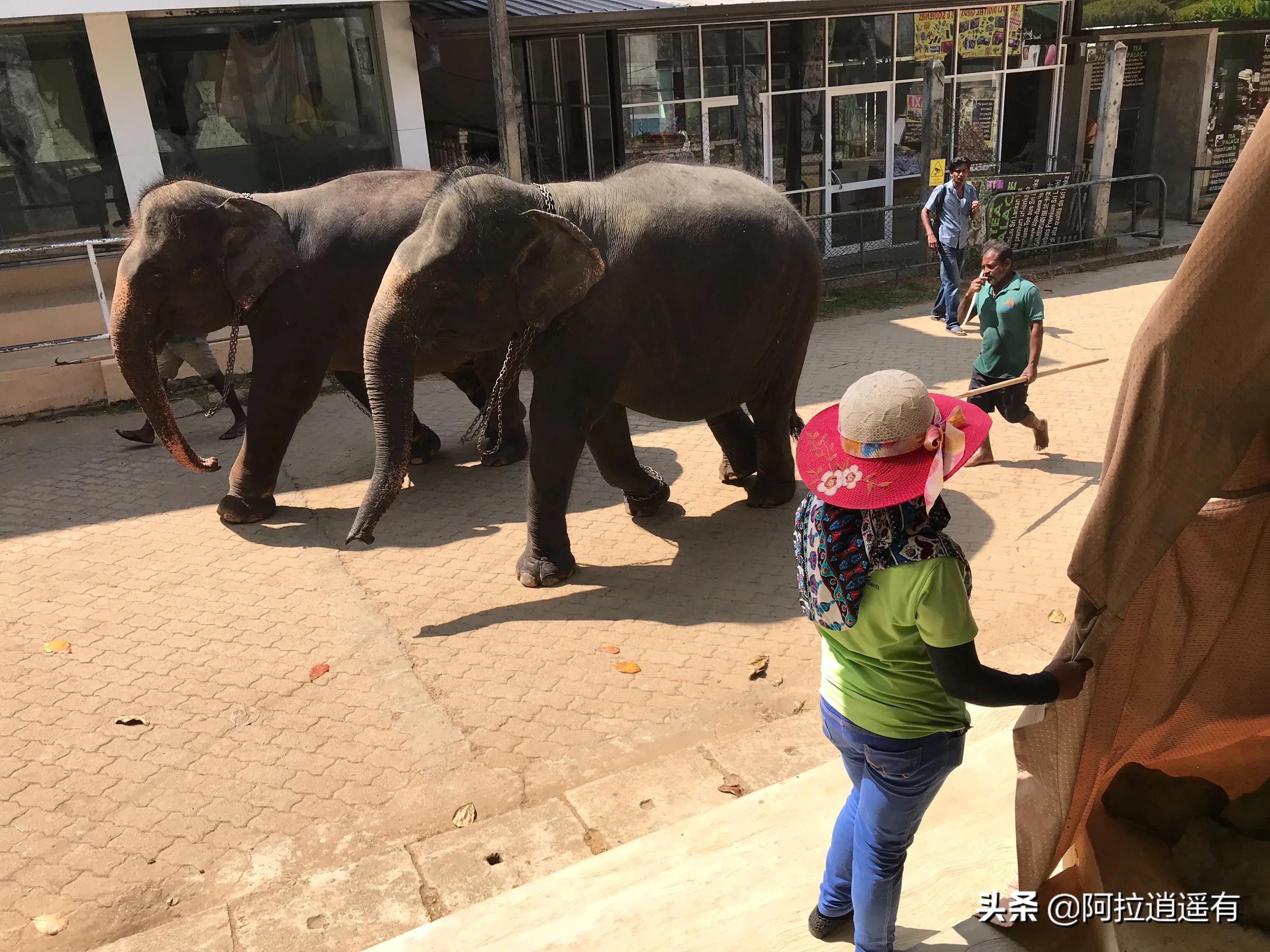 斯里兰卡大象粪便做纸,斯里兰卡大象粪便纸