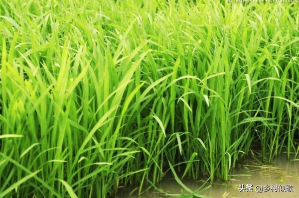 水稻哪个时期容易发生冻害,水稻什么时期最怕高温