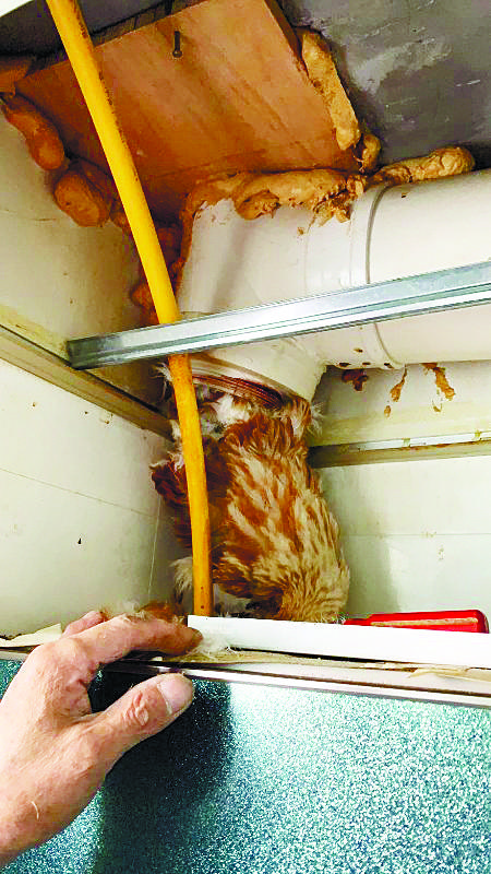 安华美郡小区排烟道两次掏出死鸡哪儿来的？