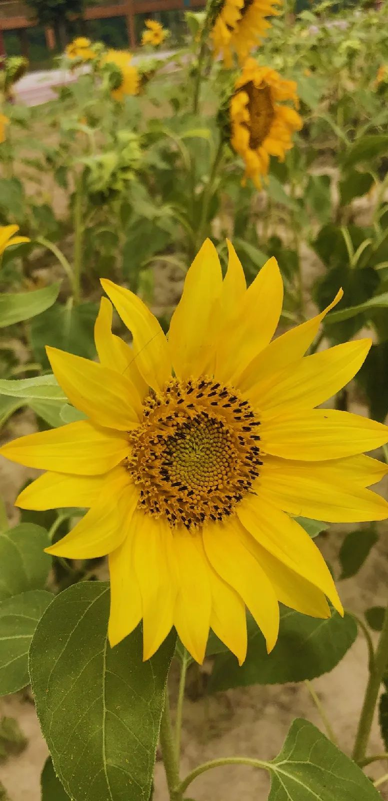 向日葵花海景点成都双流,双流周边向日葵景区在哪里