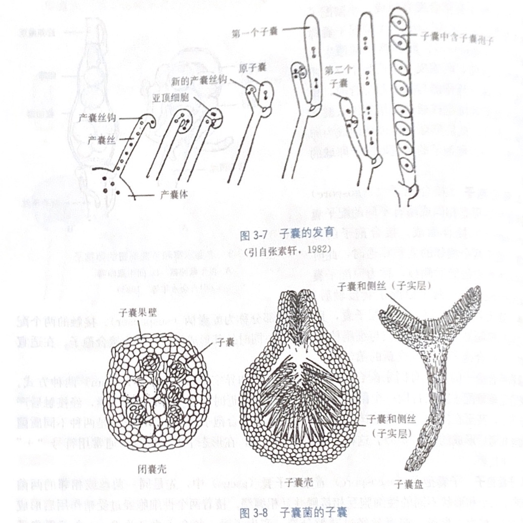 玉米上的黄曲霉菌图片,玉米孢霉菌
