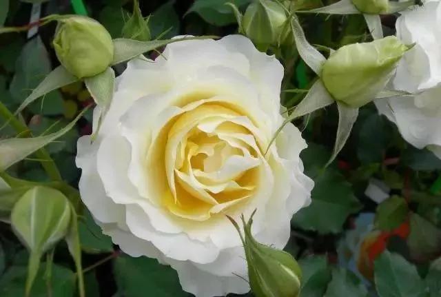 每天学习一点点花卉,100种常见玫瑰品种