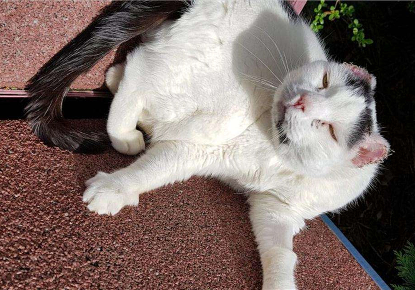 发情前绝育还是发情后绝育好,发情中做绝育会立即停止发情吗