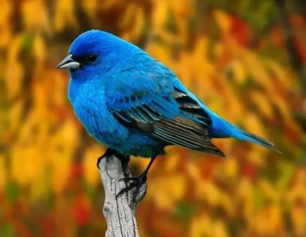 聪明人九大处世原则精辟,做人的七层境界聪明人