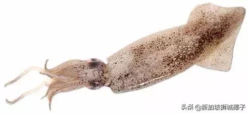 一分钟教你看懂新加坡,三分钟看懂新加坡