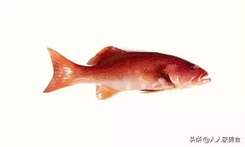 最好的十种石斑鱼,最漂亮的几种石斑鱼