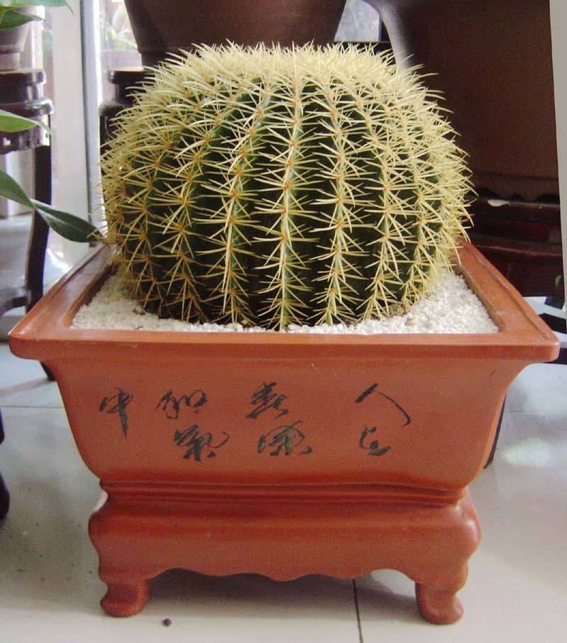 十个仙人球,最新30个仙人球品种