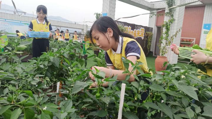 梨园春丰收节,梨树县首届农民丰收节