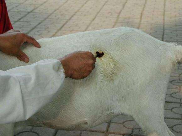 天冷养羊普遍消化不好怎么办,羊消化不良用什么药