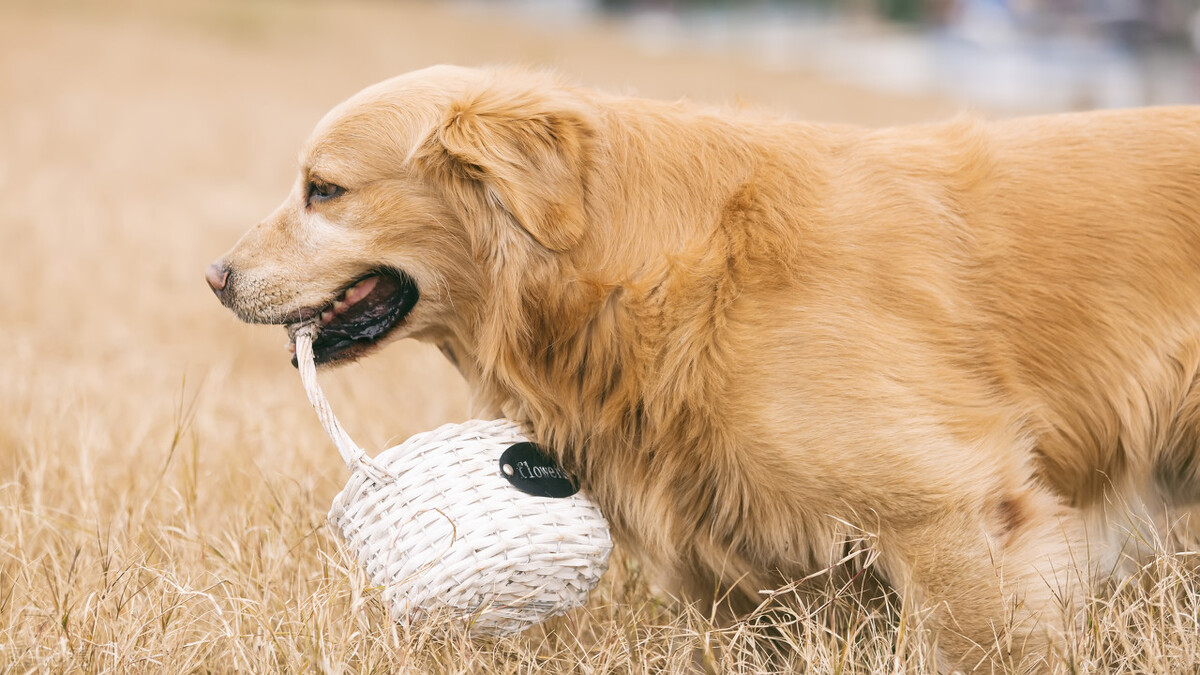 狗狗的饲养方法与技巧,合理饲养狗狗的十大准则