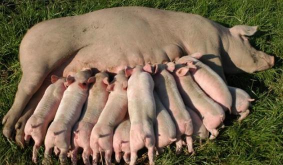 母猪产程过长的原因和解决方法,母猪产程过长危害大如何有效解决