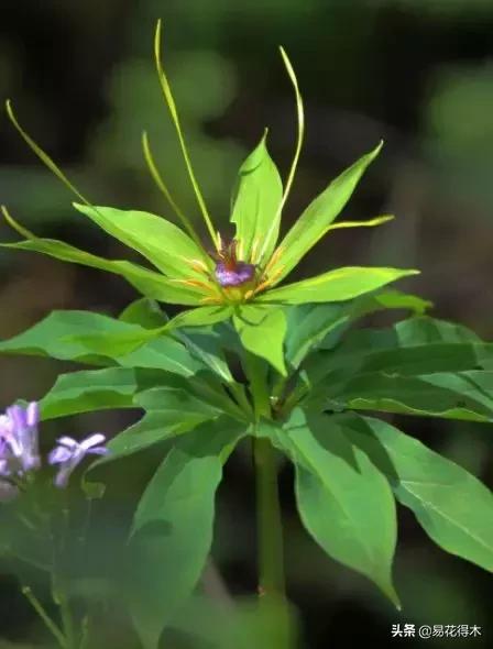 七叶一枝花的药用价值及养殖方法,我国的珍稀植物国家二级保护植物