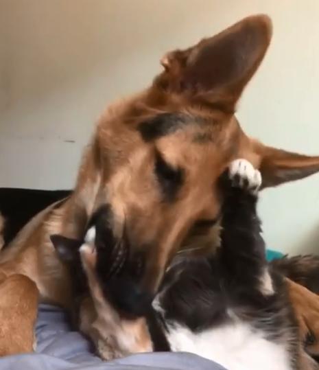 德牧从小养到大,德牧把猫当成宝贝养